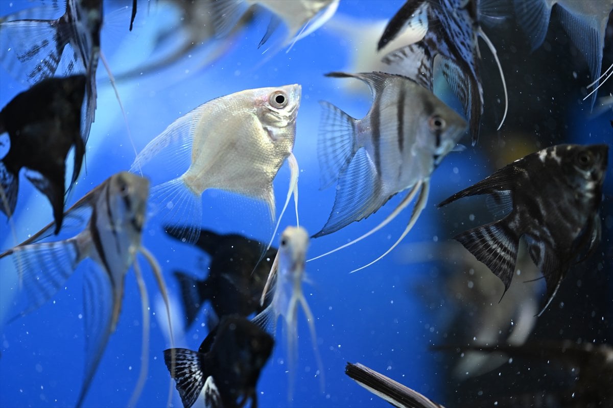 Akvaryum balıklarının görsel şöleni