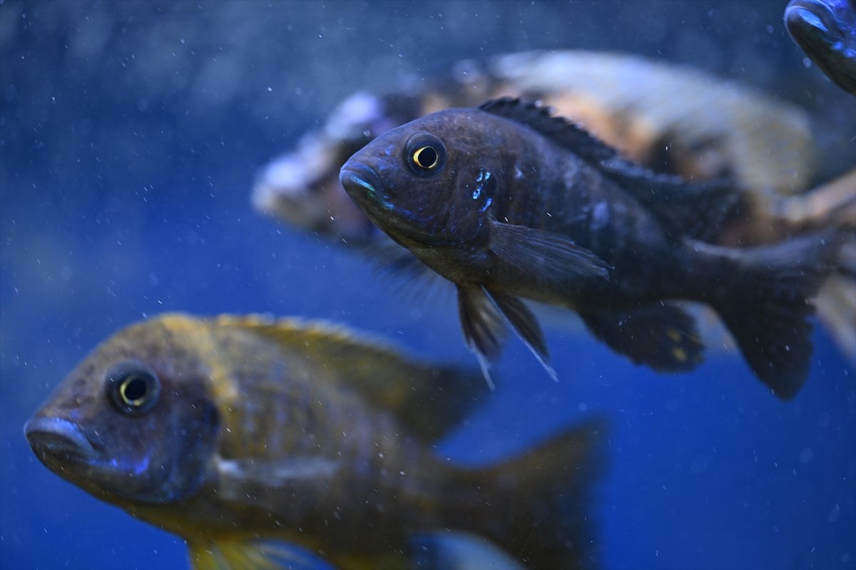 Akvaryum balıklarının görsel şöleni