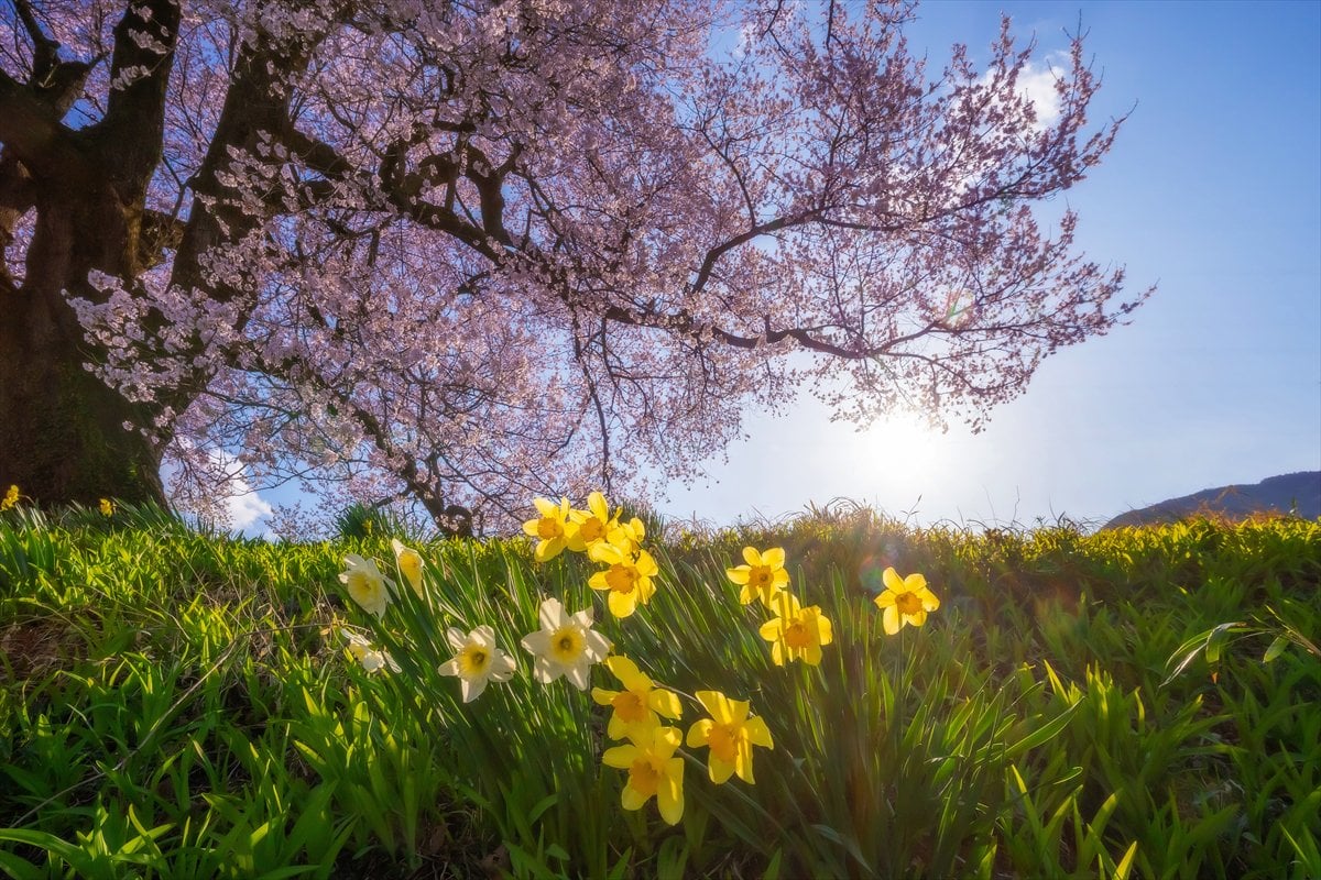 Japonya’daki 330 yıllık Wanitsuka no Sakura ağacı görenleri büyülüyor