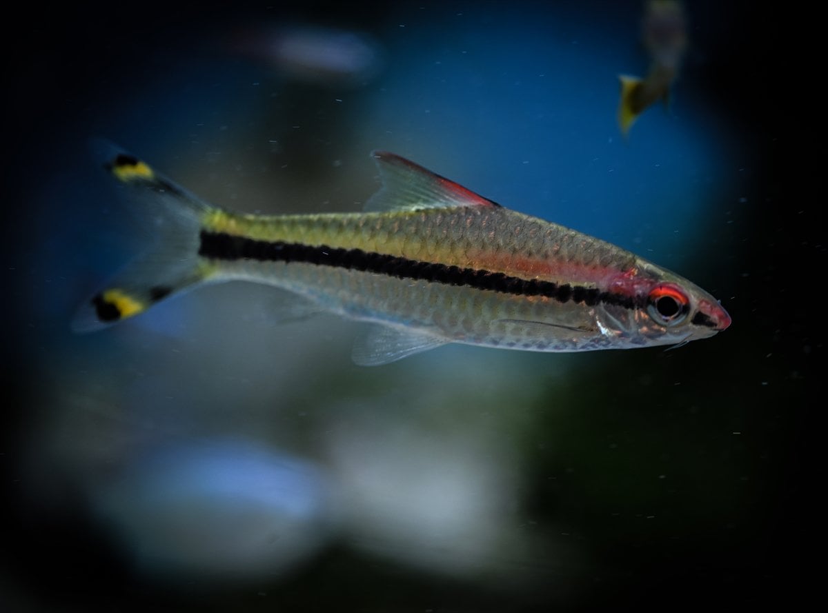 Akvaryum balıklarının görsel şöleni