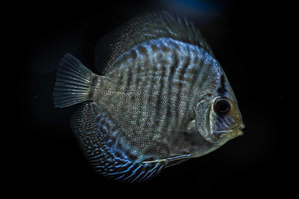 Akvaryum balıklarının görsel şöleni