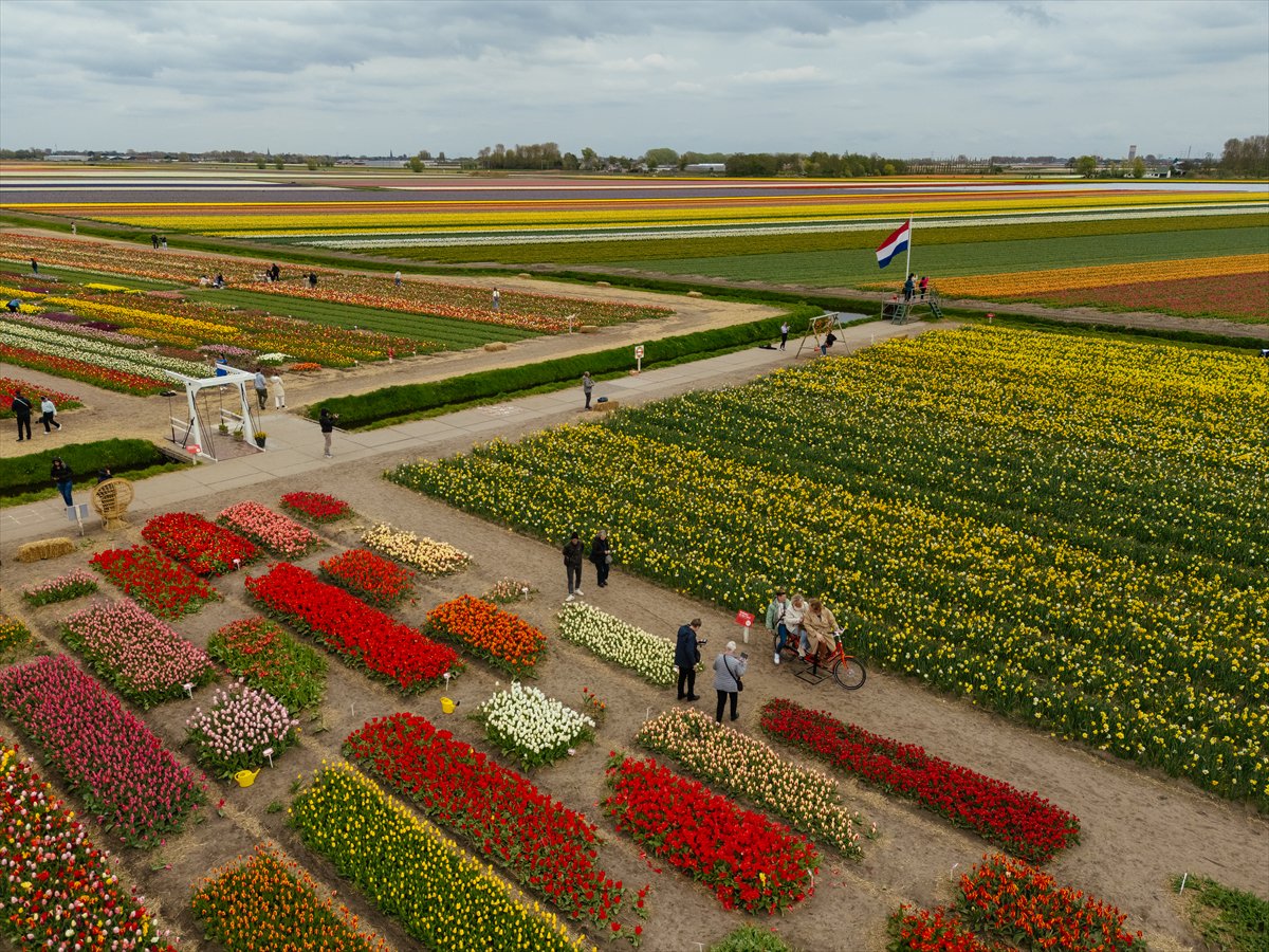 Hollanda’nın renkli lale bahçeleri görsel şölen sunuyor