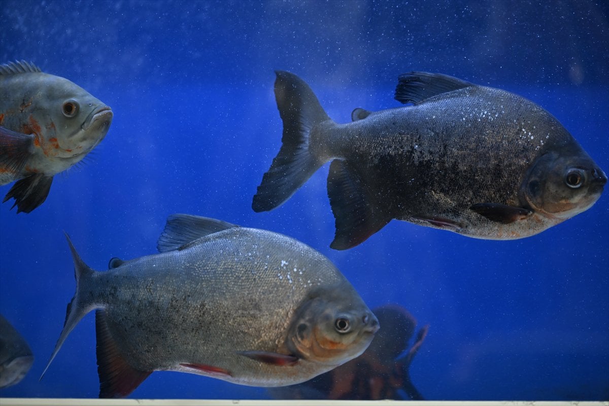 Akvaryum balıklarının görsel şöleni