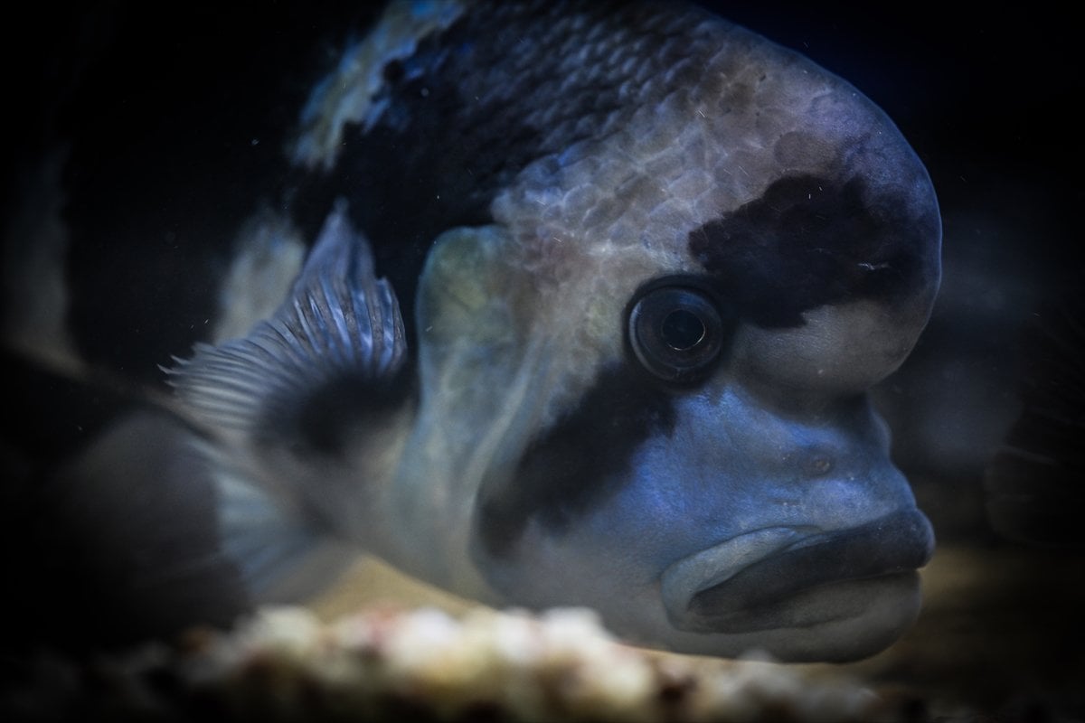 Akvaryum balıklarının görsel şöleni