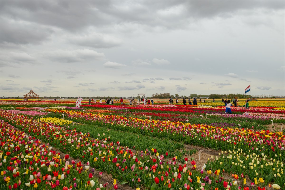 Hollanda’nın renkli lale bahçeleri görsel şölen sunuyor