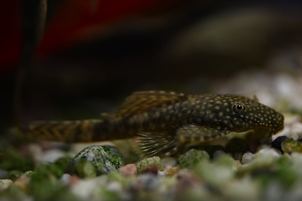 Akvaryum balıklarının görsel şöleni