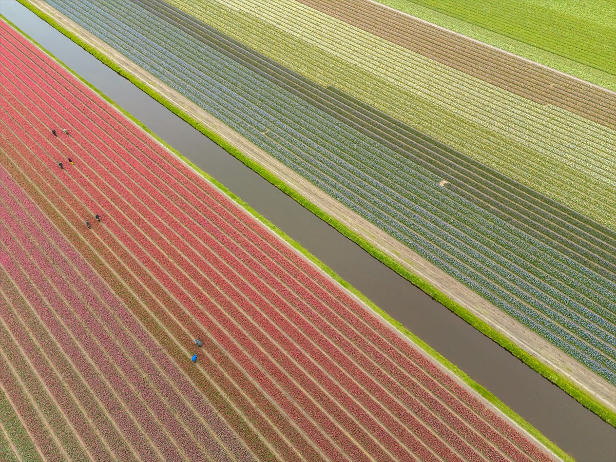 Hollanda’nın renkli lale bahçeleri görsel şölen sunuyor