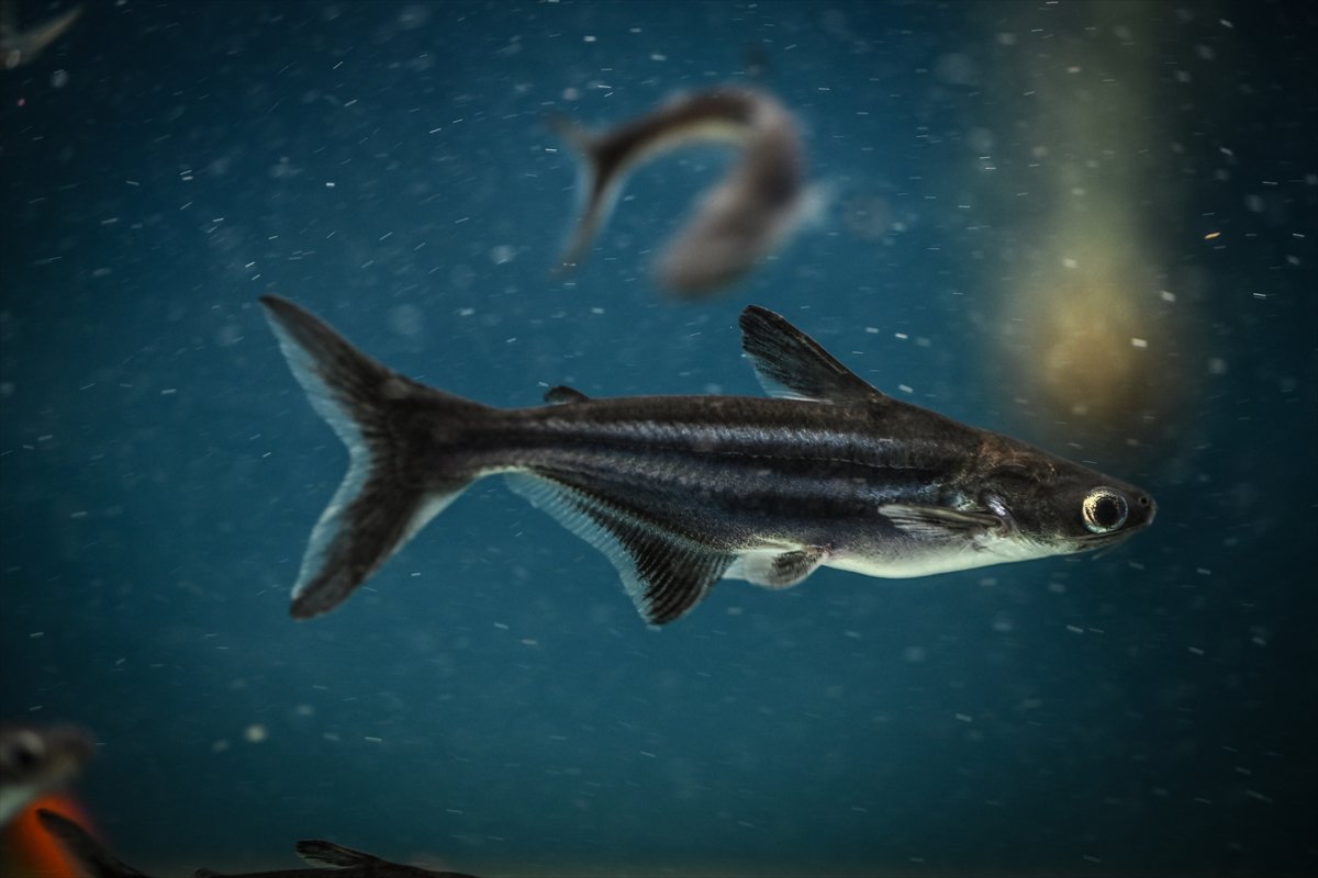 Akvaryum balıklarının görsel şöleni