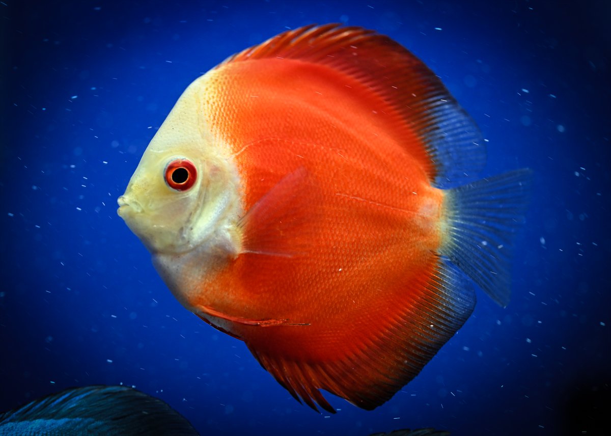 Akvaryum balıklarının görsel şöleni