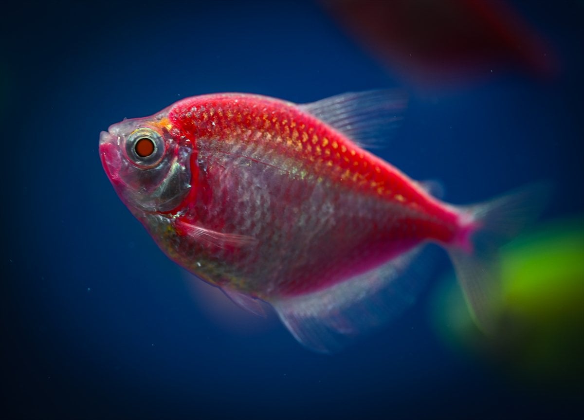 Akvaryum balıklarının görsel şöleni