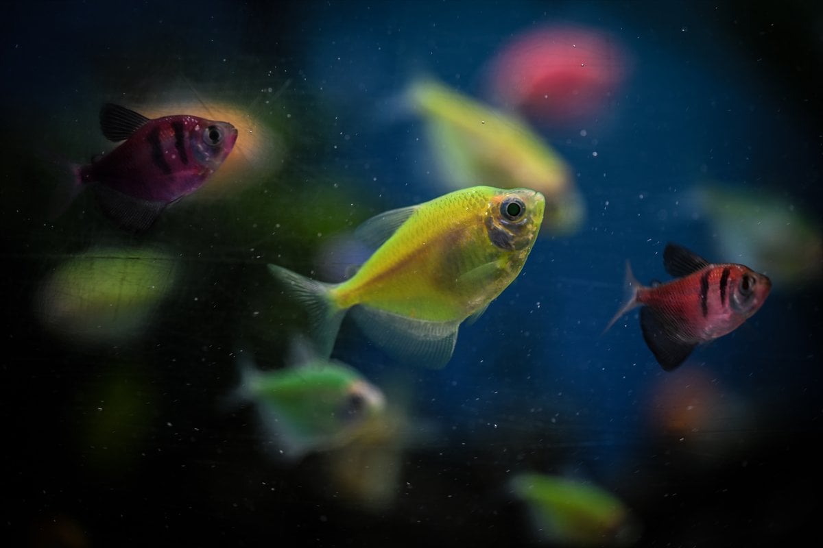 Akvaryum balıklarının görsel şöleni