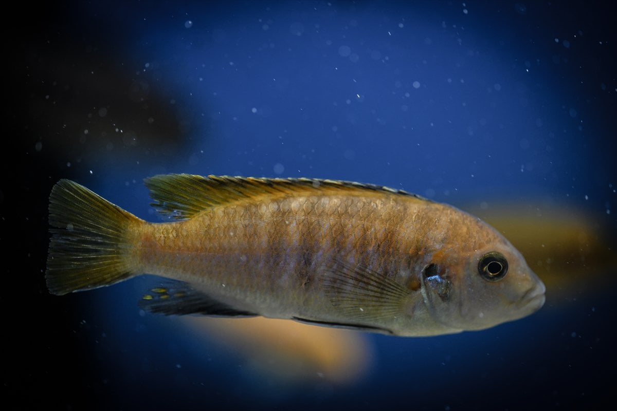 Akvaryum balıklarının görsel şöleni