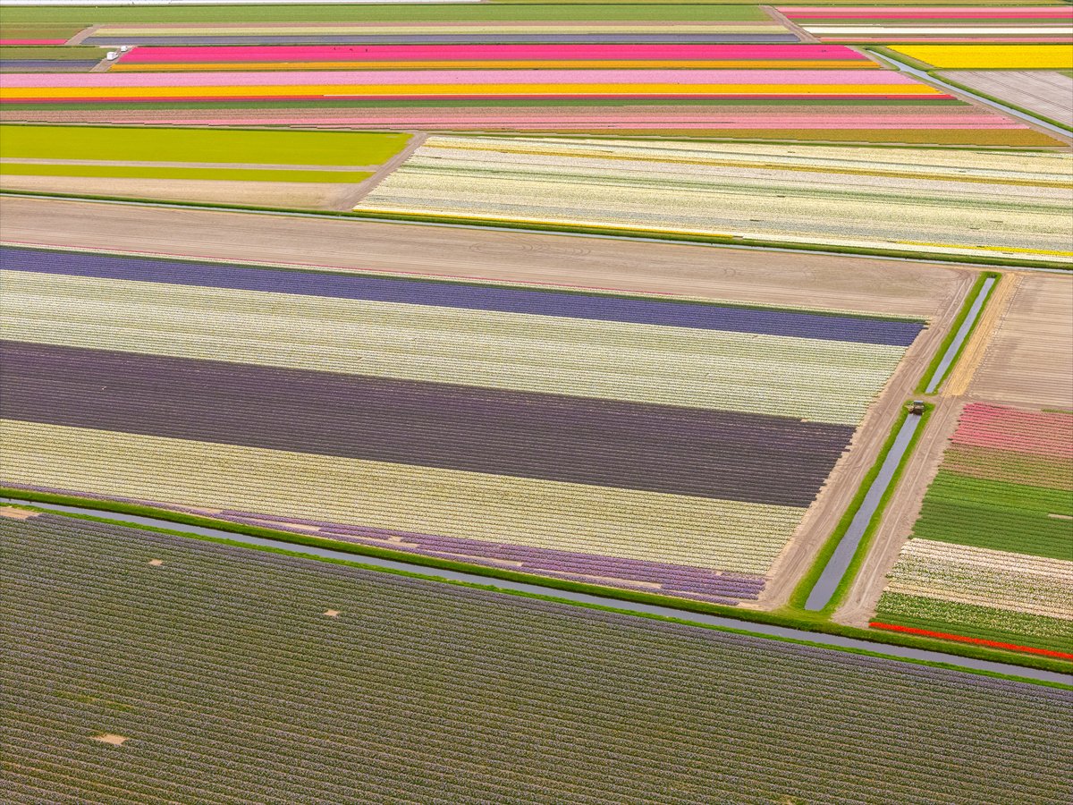 Hollanda’nın renkli lale bahçeleri görsel şölen sunuyor