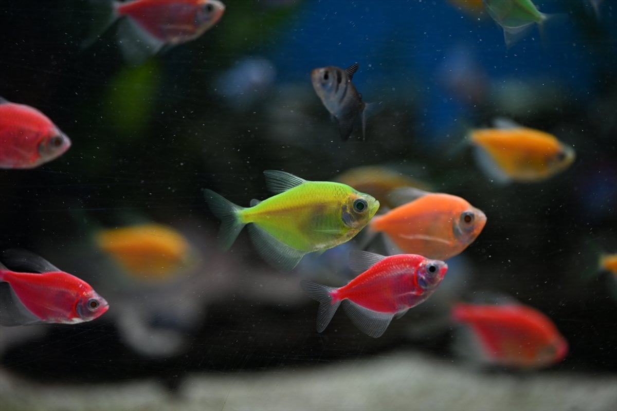 Akvaryum balıklarının görsel şöleni