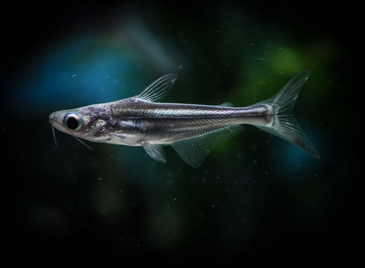 Akvaryum balıklarının görsel şöleni