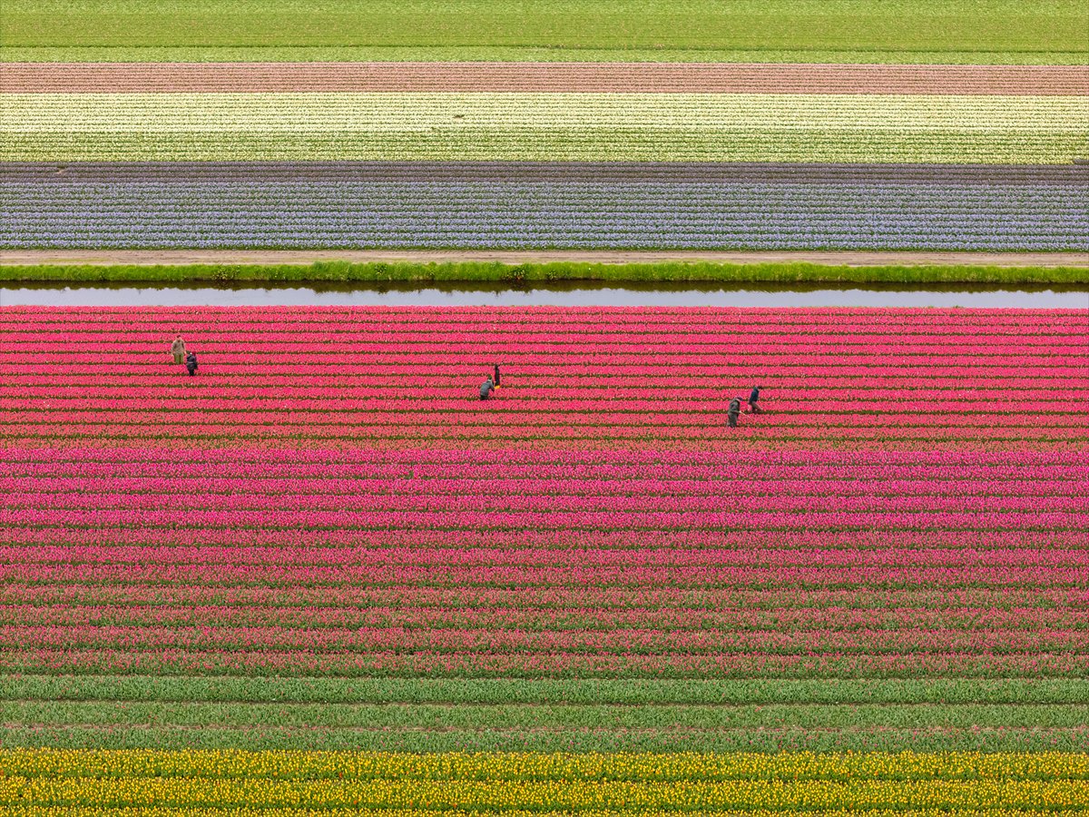 Hollanda’nın renkli lale bahçeleri görsel şölen sunuyor