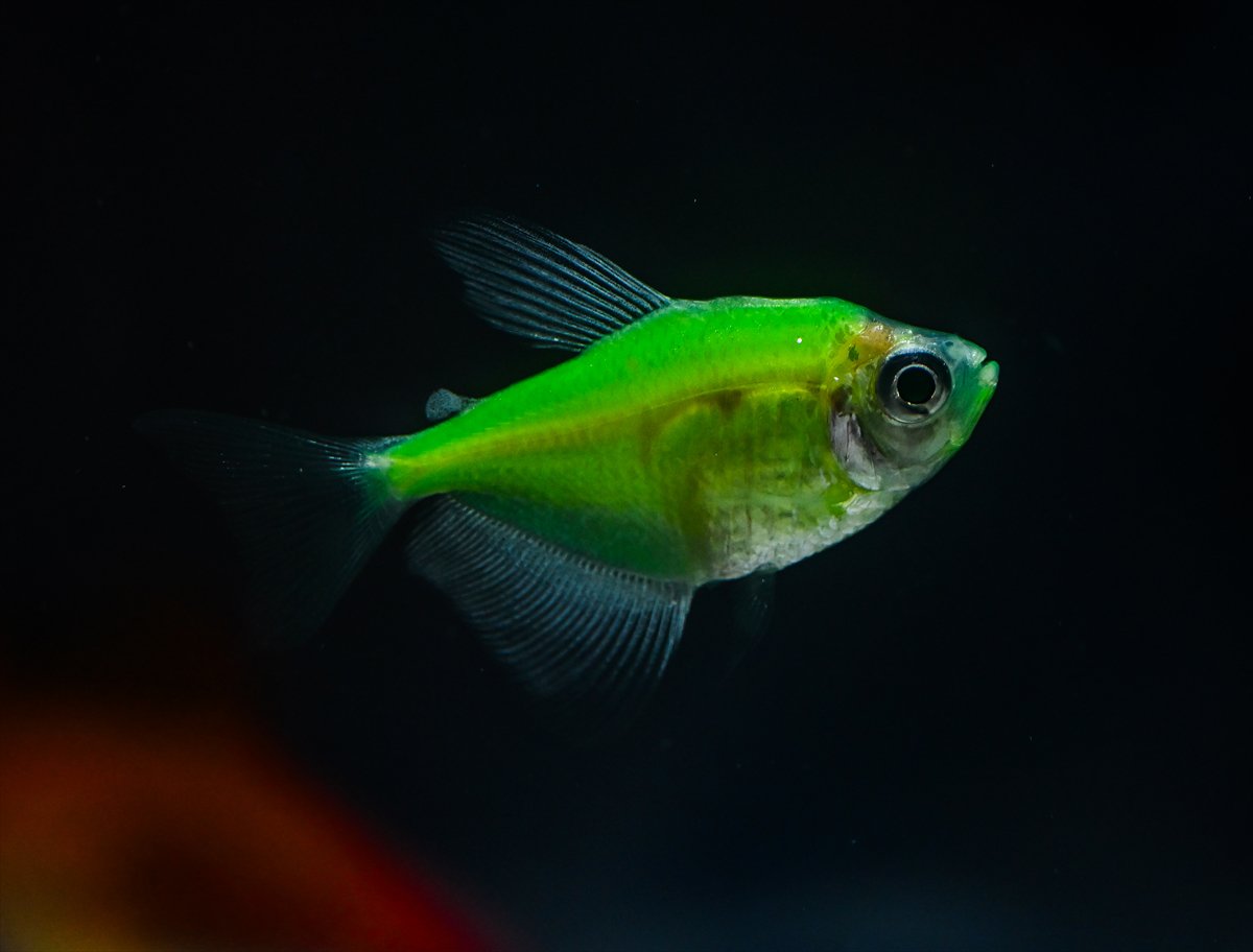 Akvaryum balıklarının görsel şöleni