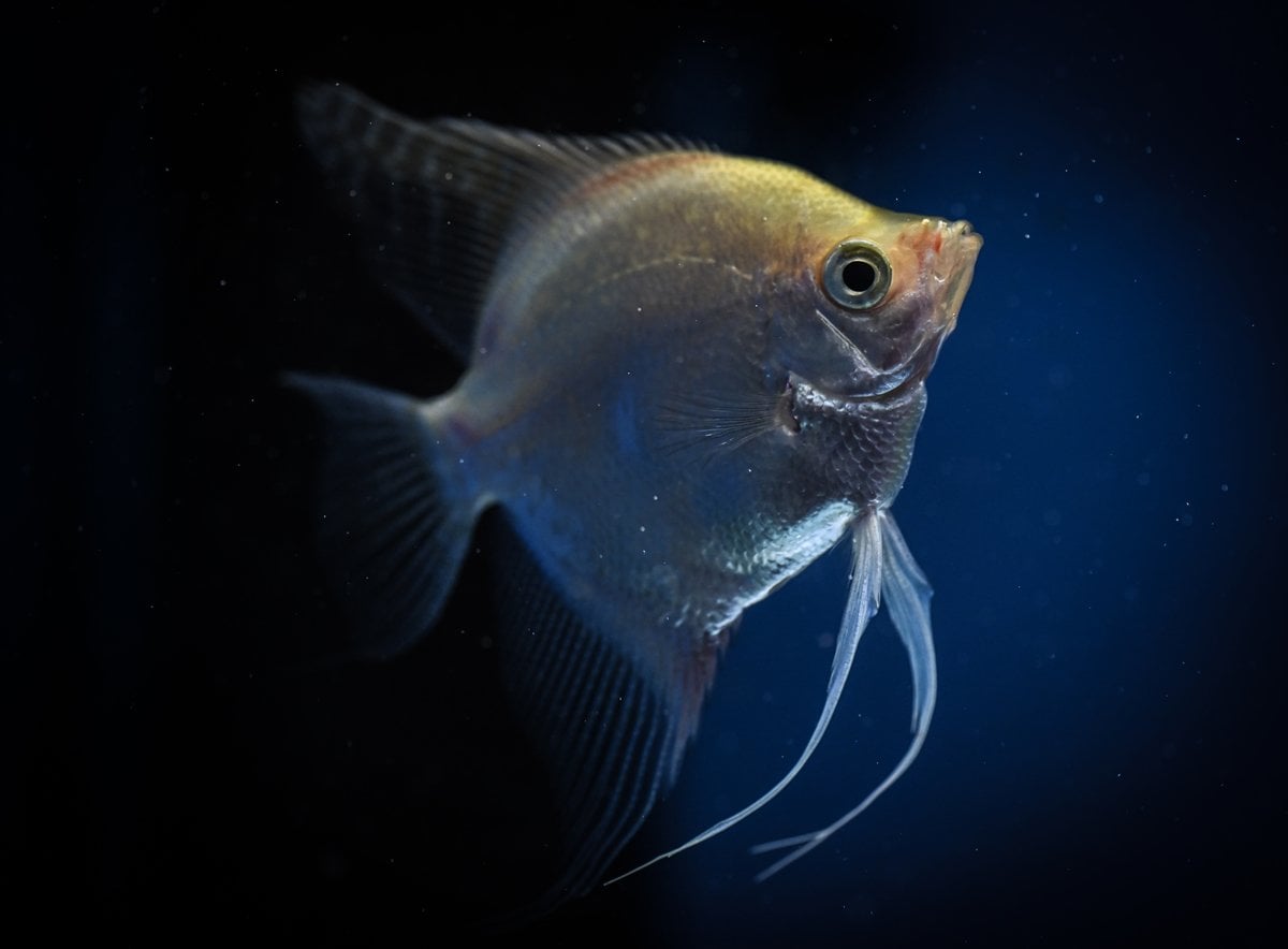 Akvaryum balıklarının görsel şöleni