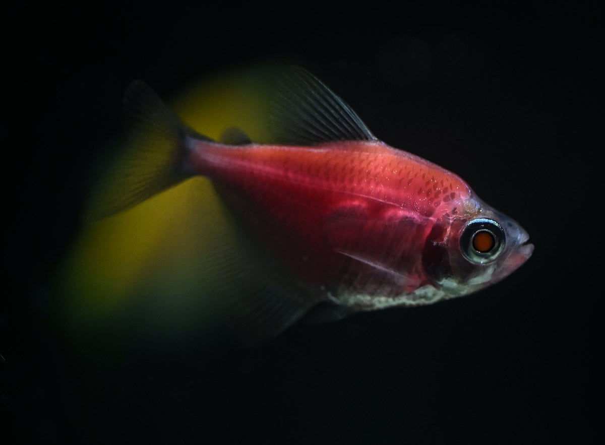 Akvaryum balıklarının görsel şöleni