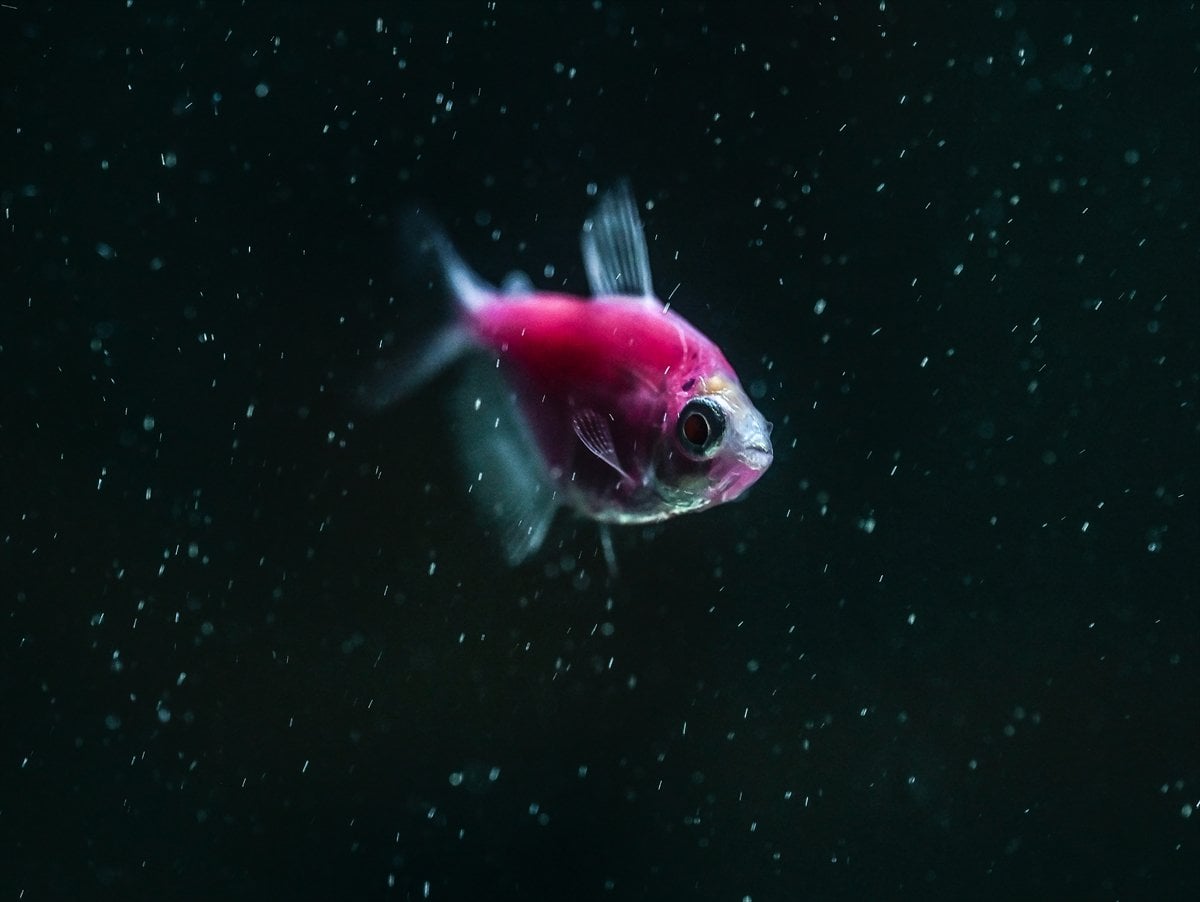 Akvaryum balıklarının görsel şöleni