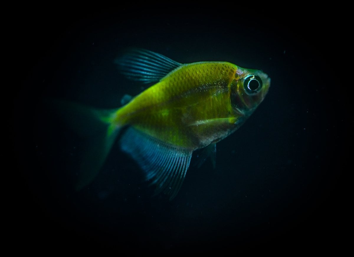 Akvaryum balıklarının görsel şöleni