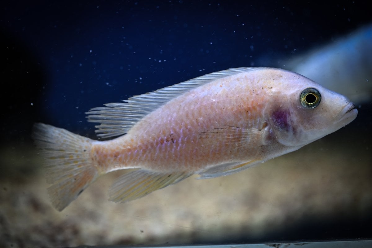 Akvaryum balıklarının görsel şöleni