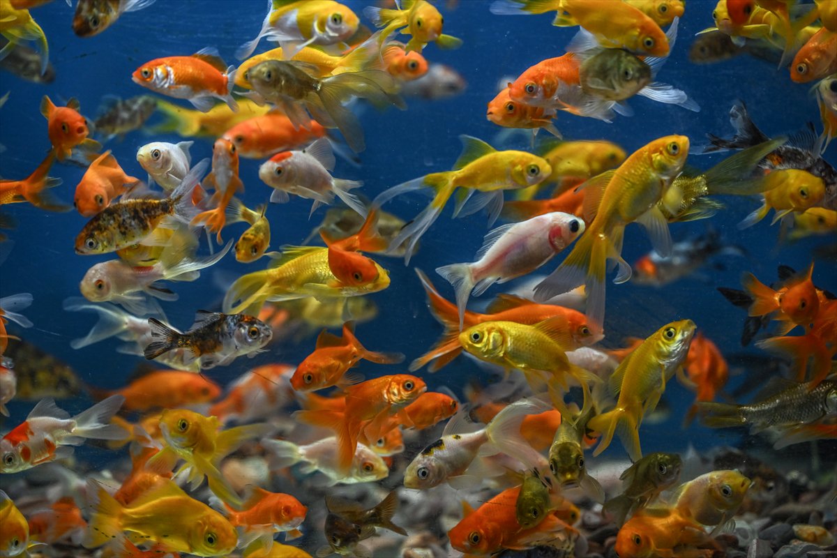 Akvaryum balıklarının görsel şöleni