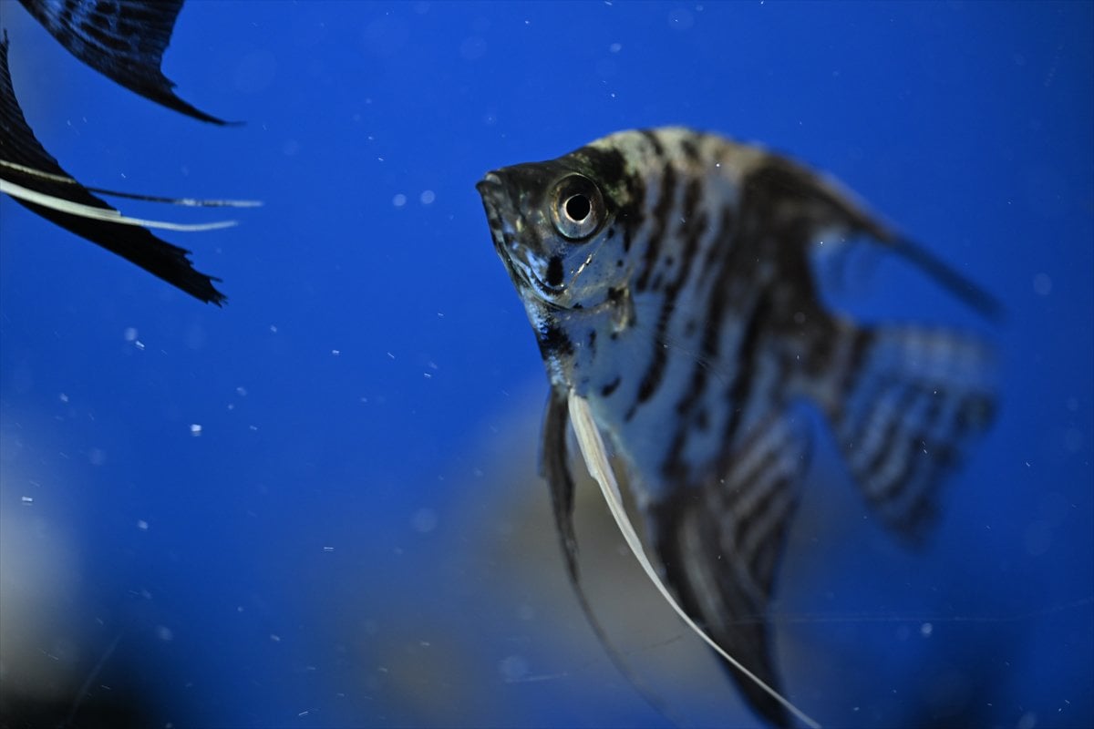 Akvaryum balıklarının görsel şöleni