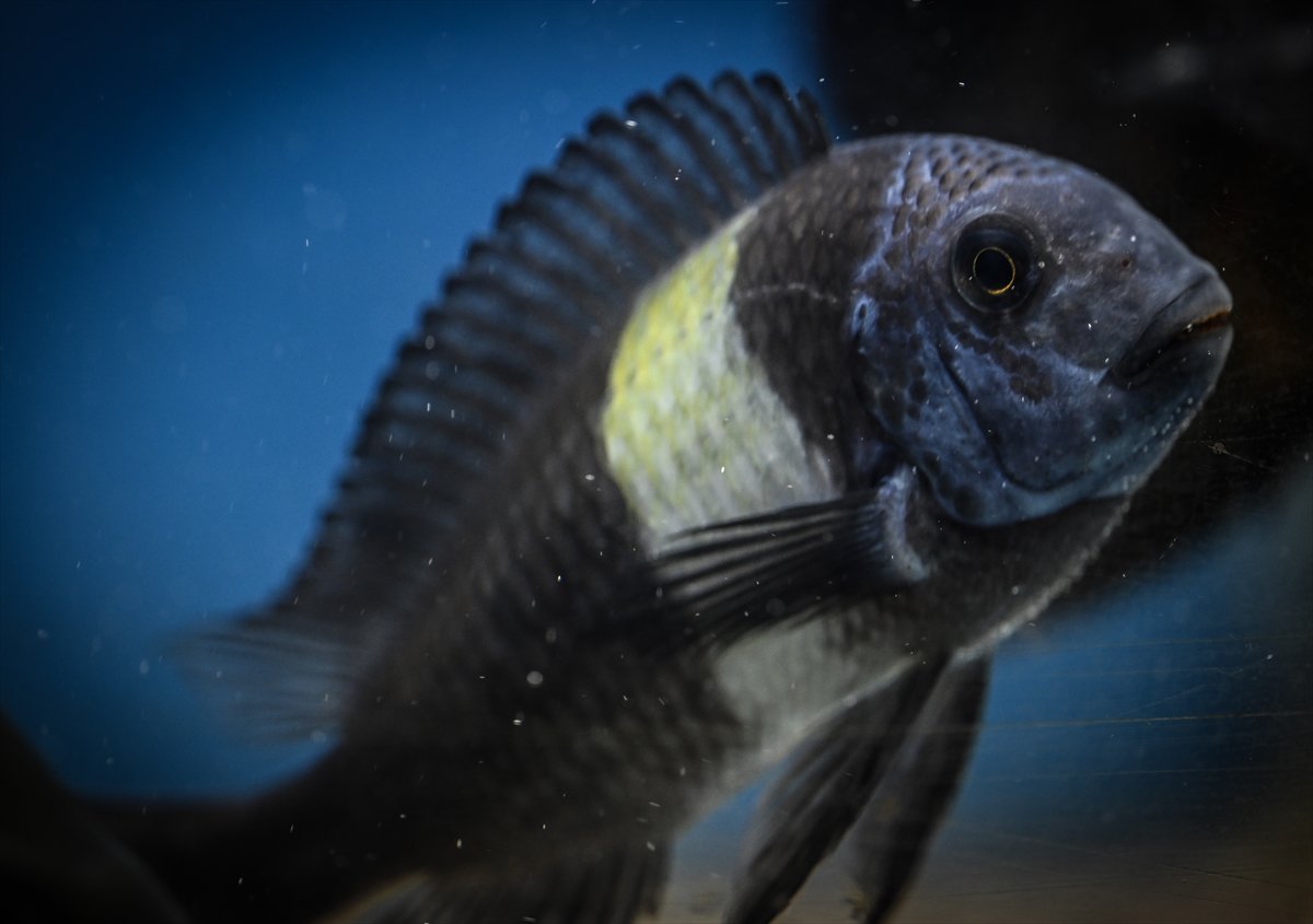 Akvaryum balıklarının görsel şöleni