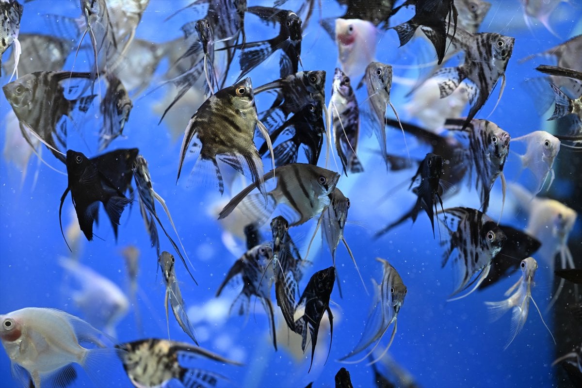 Akvaryum balıklarının görsel şöleni