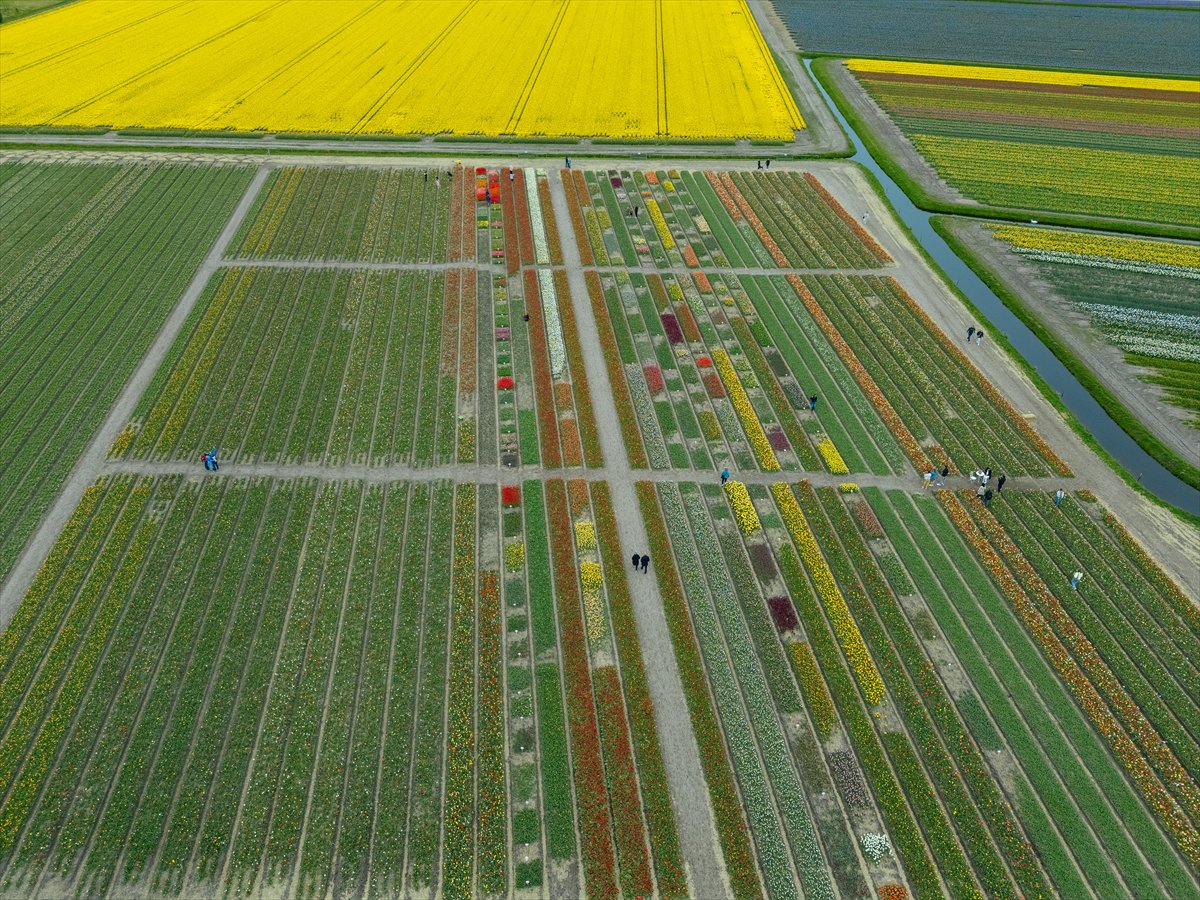 Hollanda’nın renkli lale bahçeleri görsel şölen sunuyor