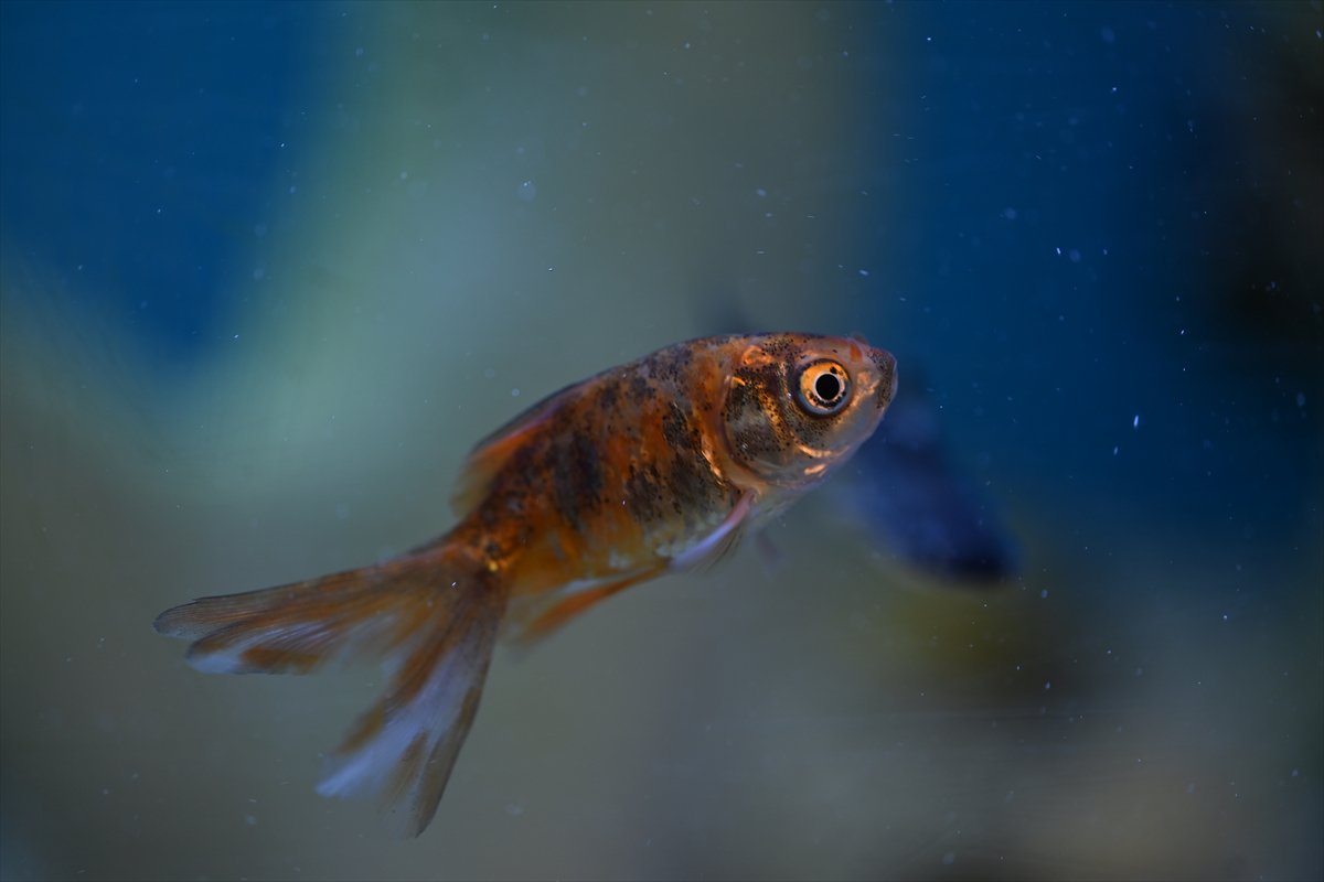 Akvaryum balıklarının görsel şöleni