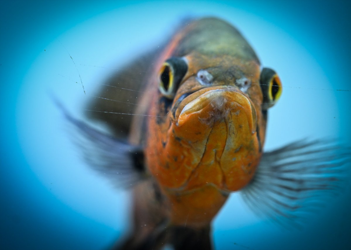 Akvaryum balıklarının görsel şöleni