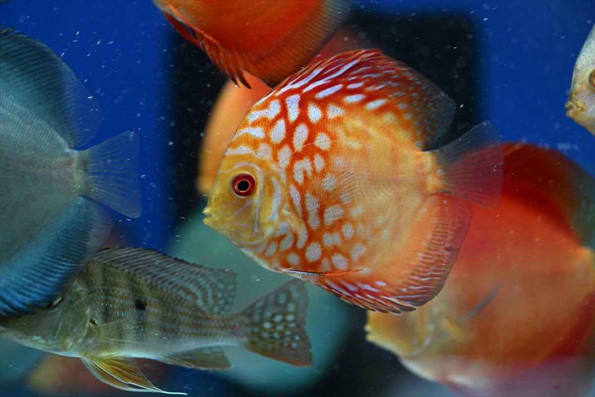 Akvaryum balıklarının görsel şöleni