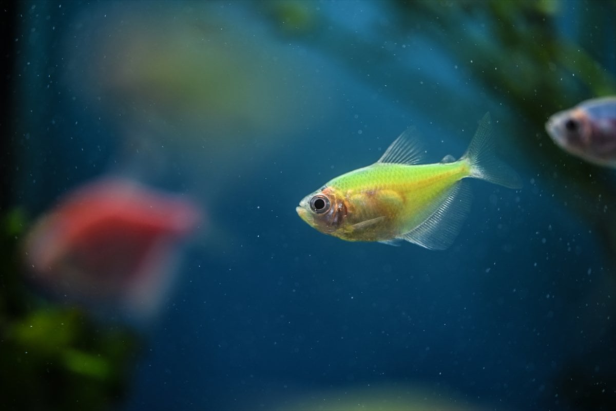 Akvaryum balıklarının görsel şöleni