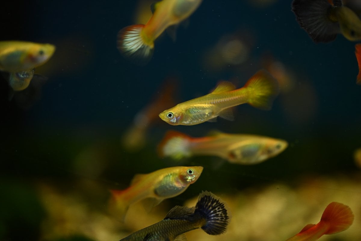 Akvaryum balıklarının görsel şöleni