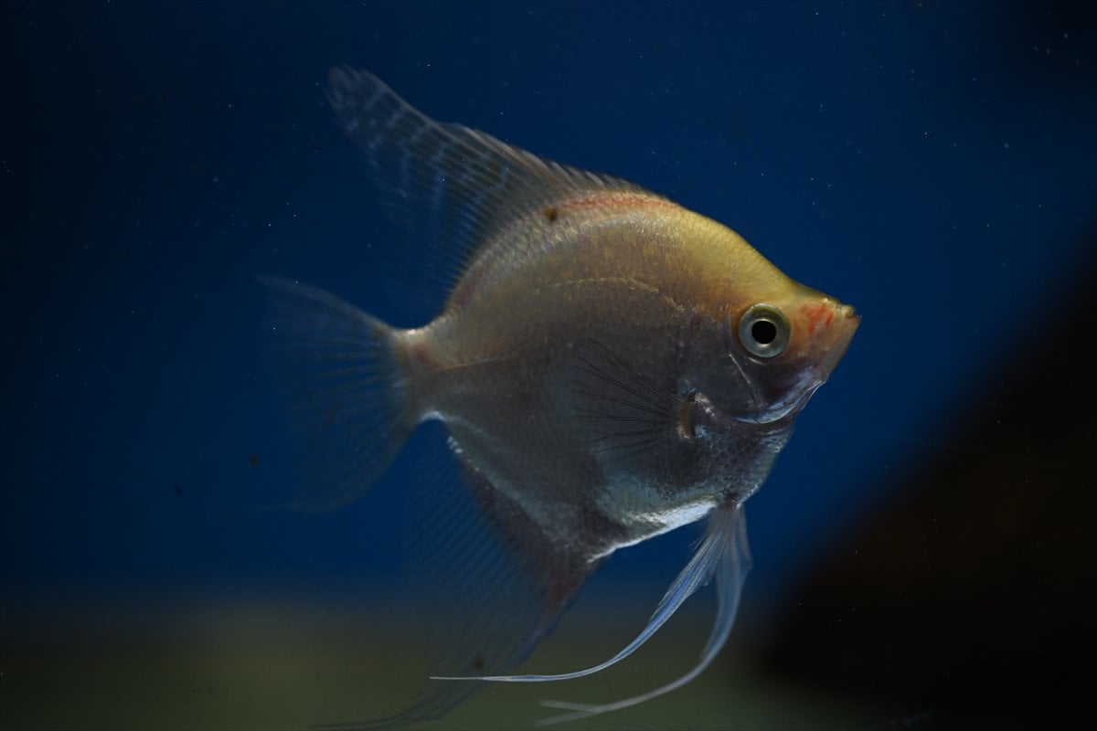 Akvaryum balıklarının görsel şöleni