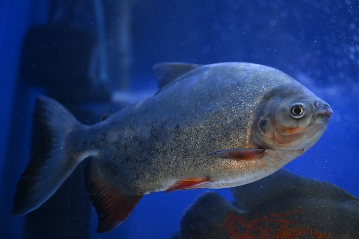 Akvaryum balıklarının görsel şöleni