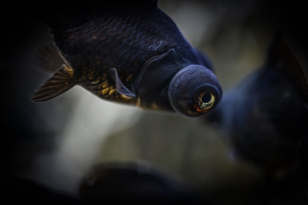 Akvaryum balıklarının görsel şöleni