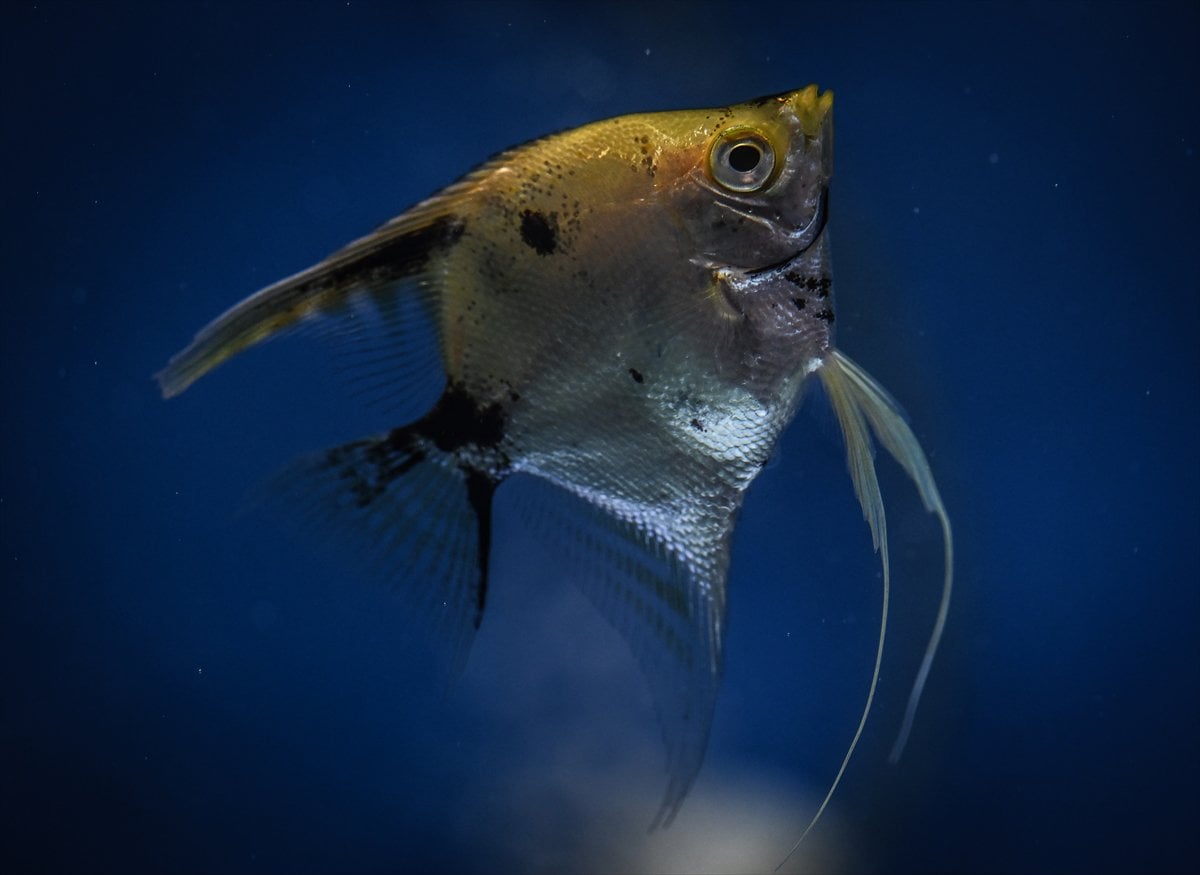 Akvaryum balıklarının görsel şöleni