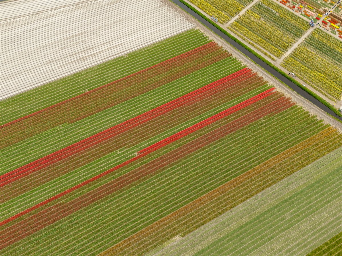 Hollanda’nın renkli lale bahçeleri görsel şölen sunuyor