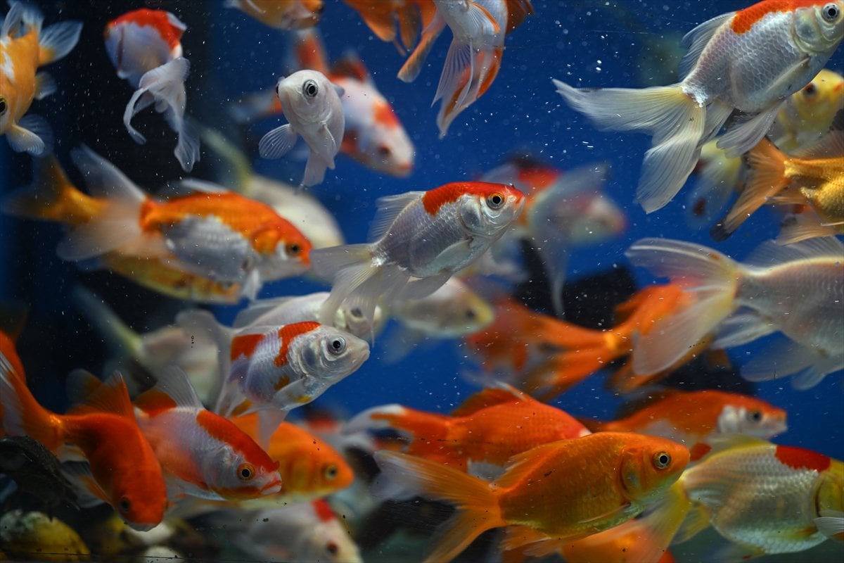 Akvaryum balıklarının görsel şöleni