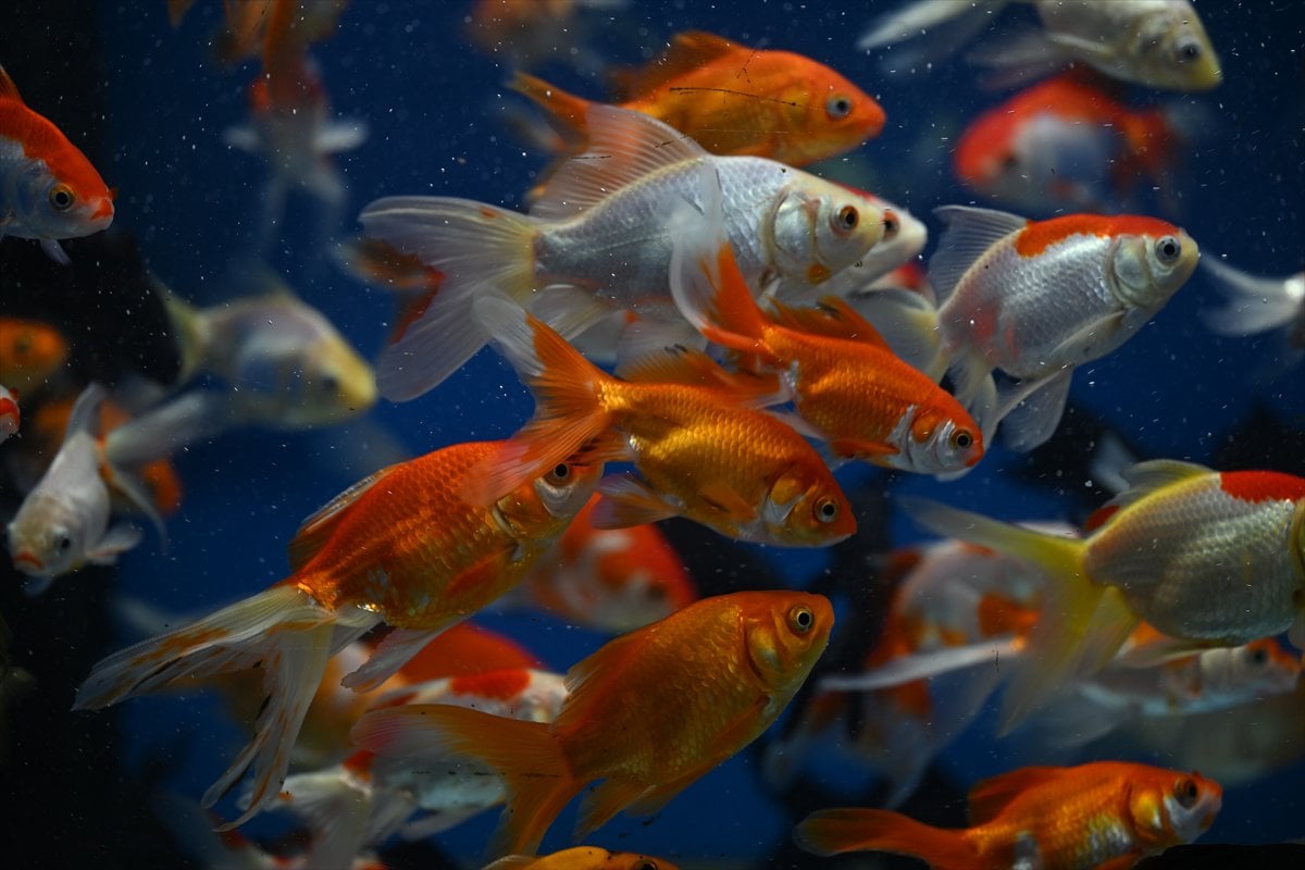 Akvaryum balıklarının görsel şöleni