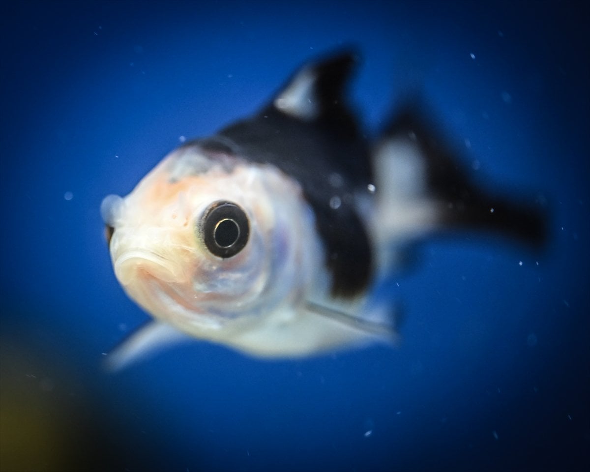 Akvaryum balıklarının görsel şöleni