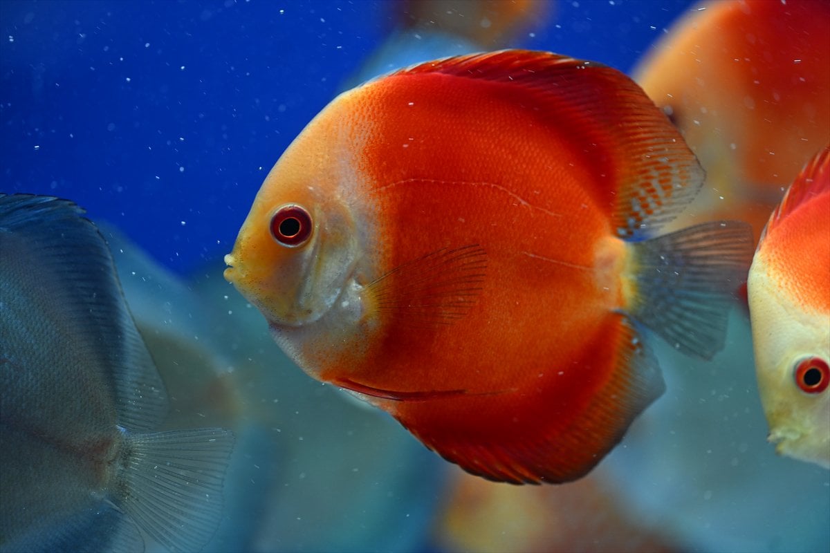 Akvaryum balıklarının görsel şöleni