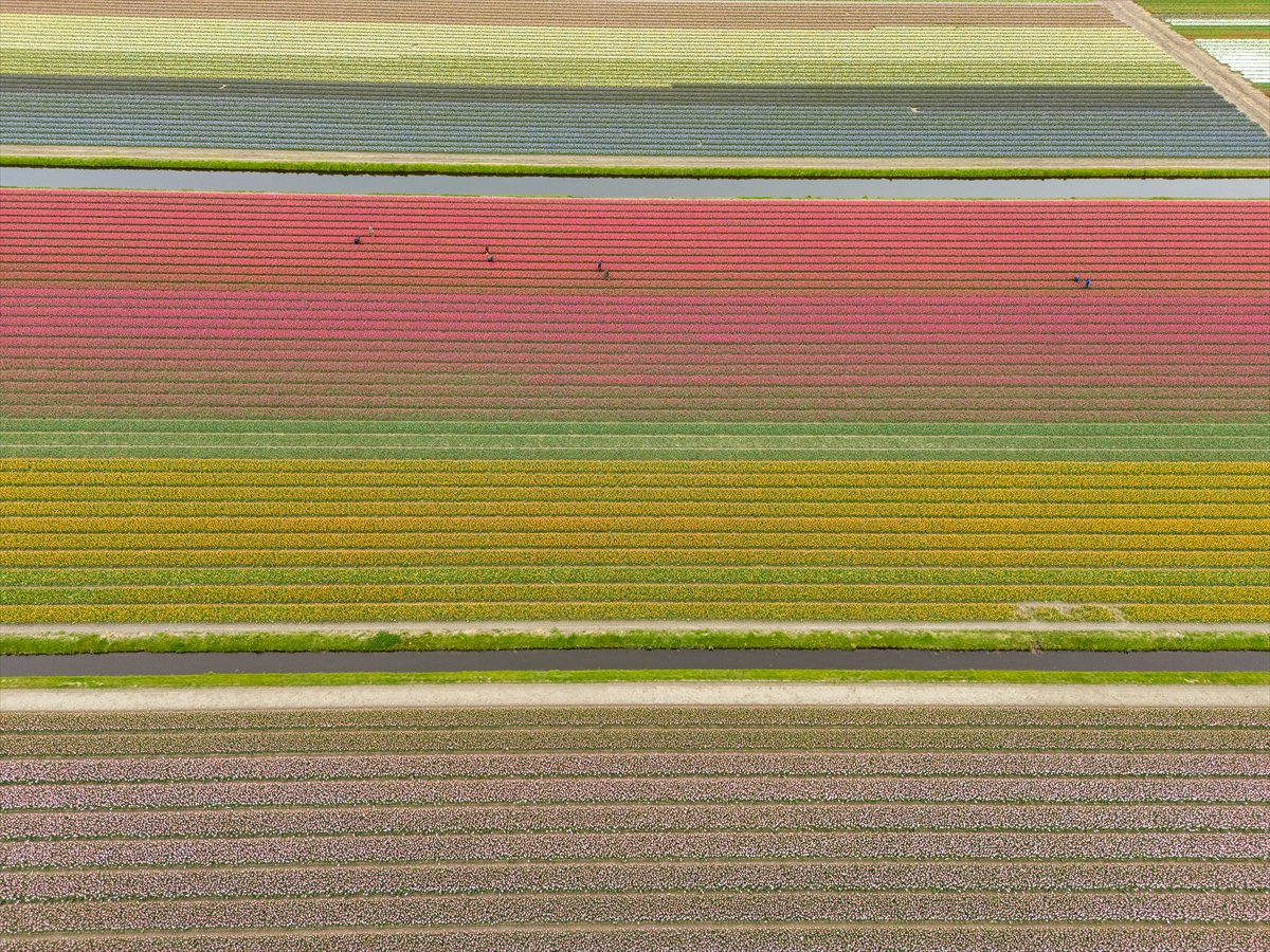 Hollanda’nın renkli lale bahçeleri görsel şölen sunuyor