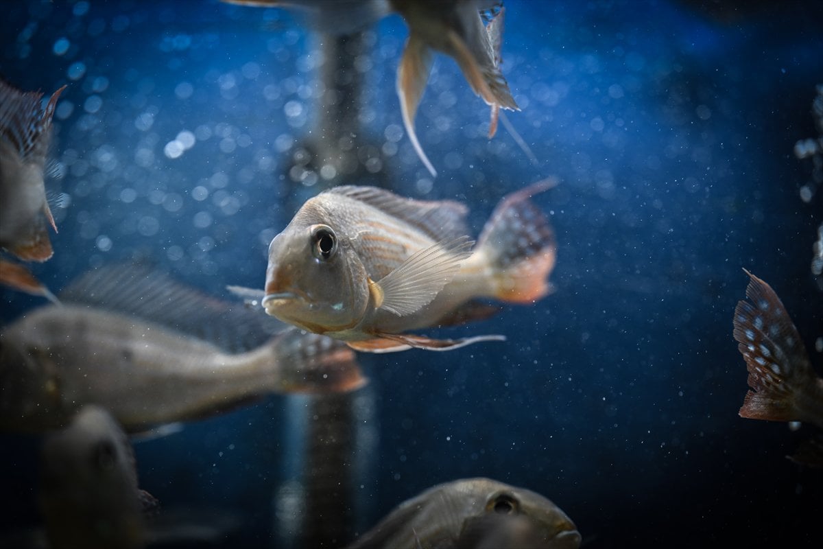 Akvaryum balıklarının görsel şöleni