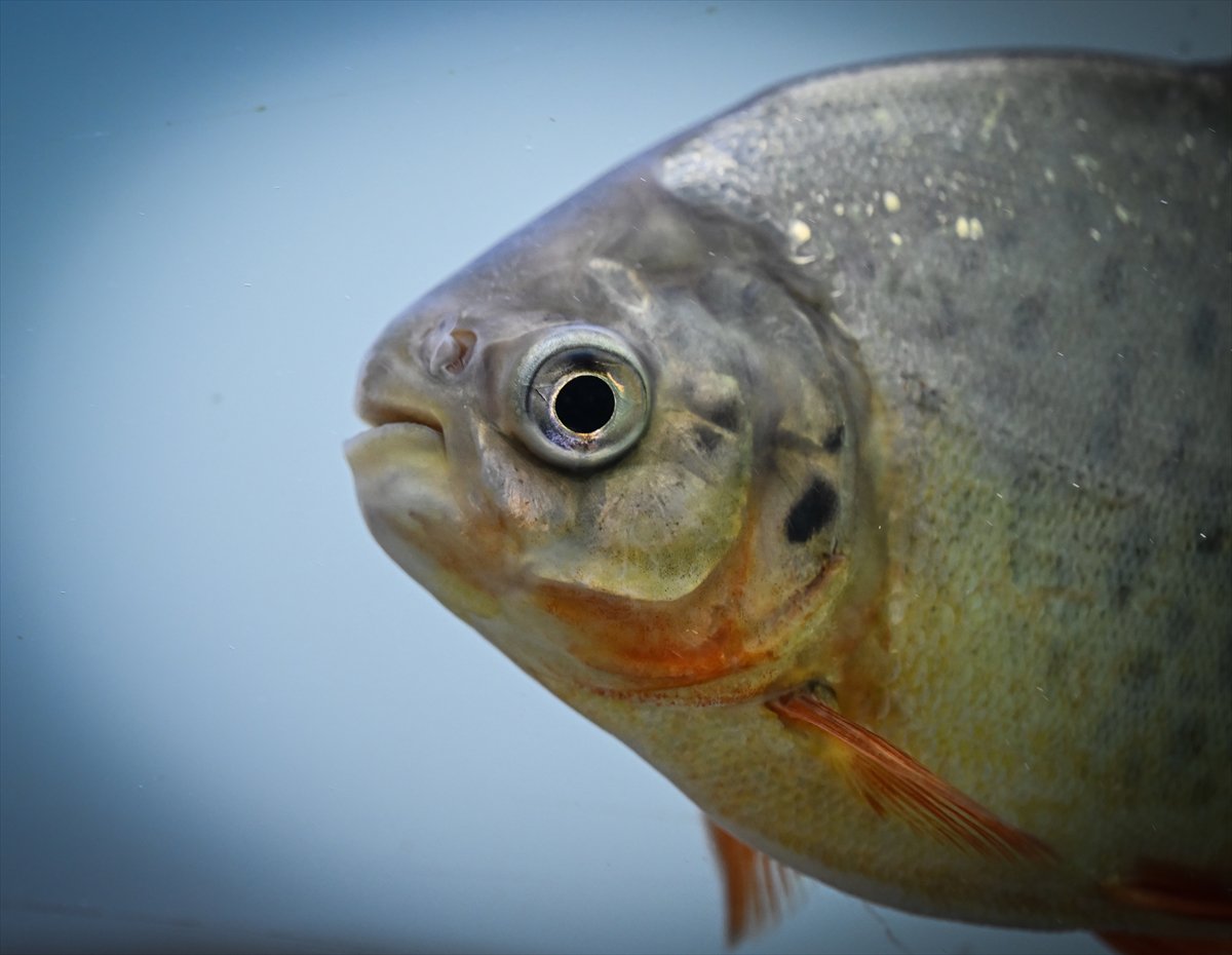 Akvaryum balıklarının görsel şöleni