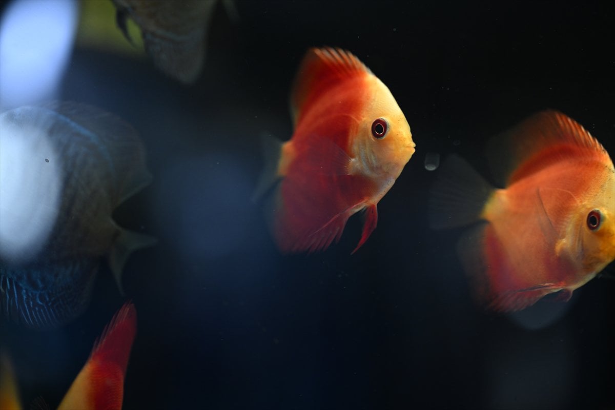 Akvaryum balıklarının görsel şöleni