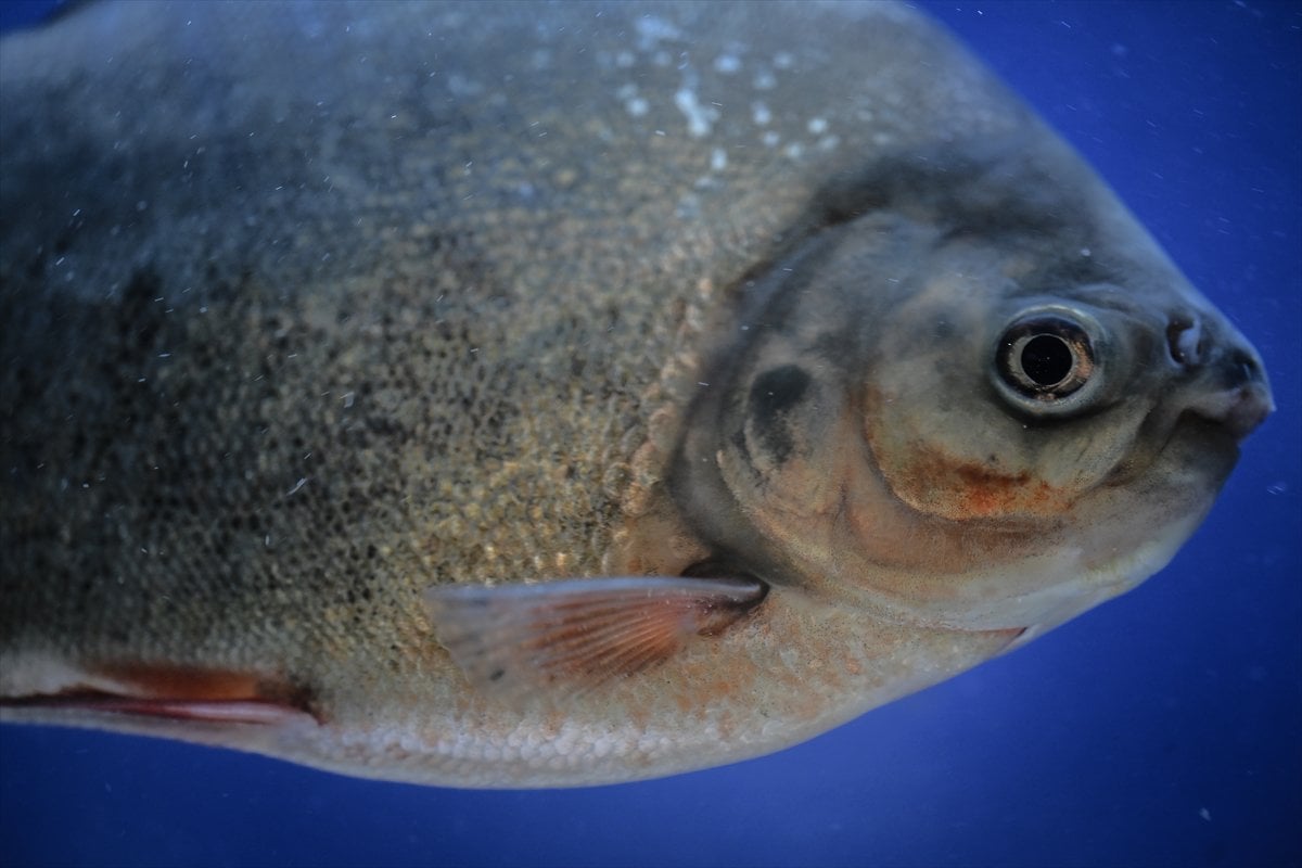 Akvaryum balıklarının görsel şöleni